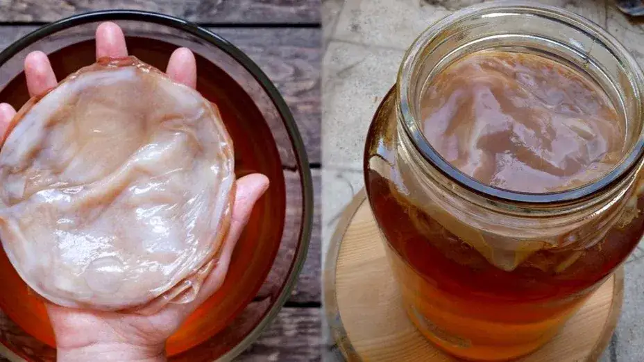 Kombucha - gdzie kupić i jak samodzielnie zrobić zdrowy napój?