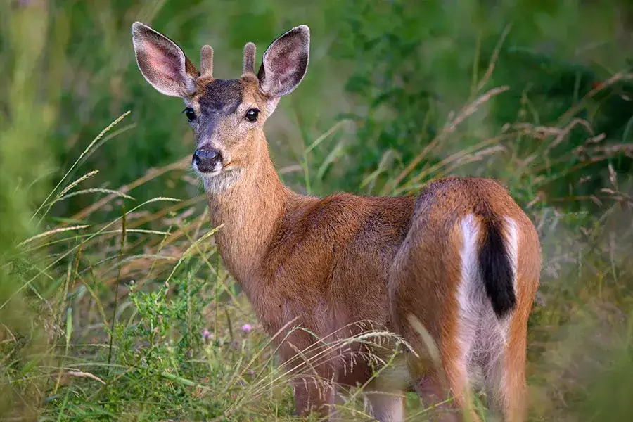 Bezpieczna dziczyzna dla dzieci: Zagrożenia, które musisz znać