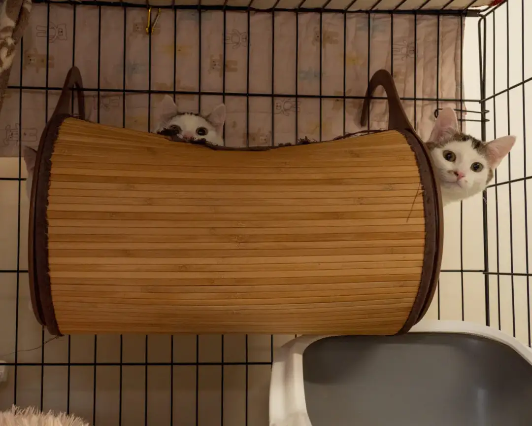 Jak przyzwyczaić kota do nowego mieszkania bez stresu i lęku