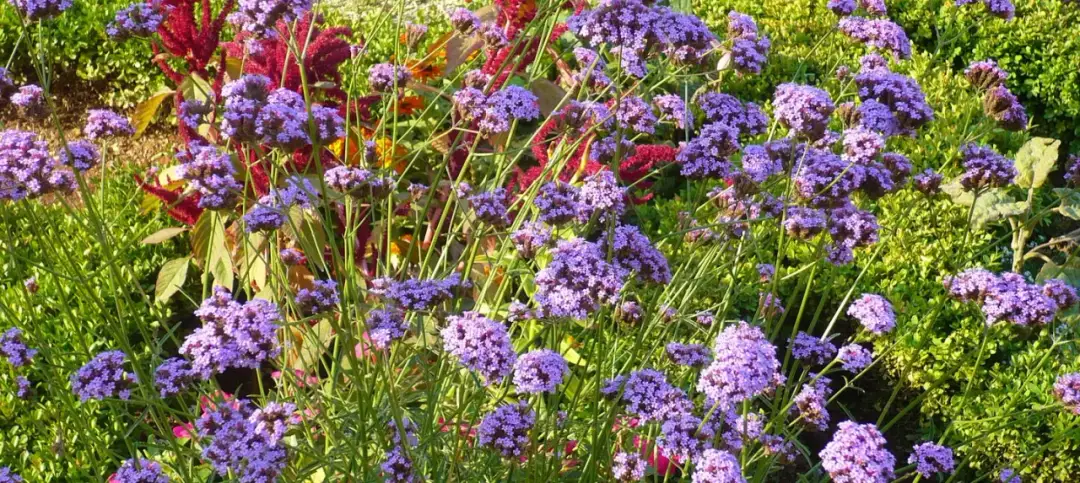 Werbena: Przycinanie bez błędów! Kwitnij bujnie cały sezon