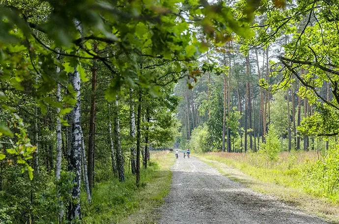 Lasy Janowskie trasy rowerowe: odkryj najpiękniejsze szlaki i atrakcje Lasy Janowskie trasy rowerowe: odkryj najpiękniejsze szlaki i atrakcje