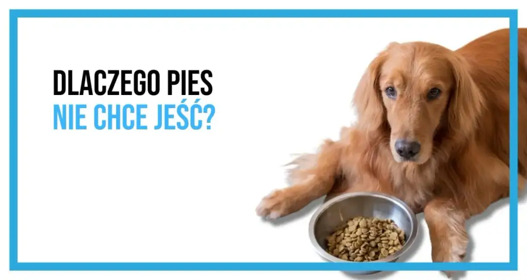 Pies nie chce jeść karmy? Skuteczne triki i kiedy do weta!