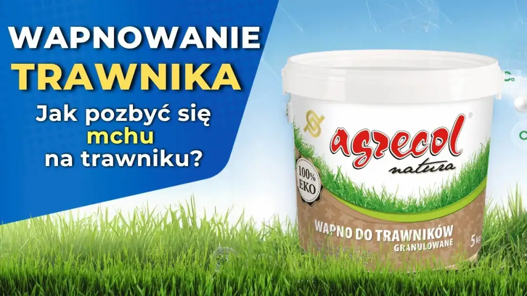 Wapnowanie trawnika: Kiedy, jak, czym? Twój trawnik bez mchu!