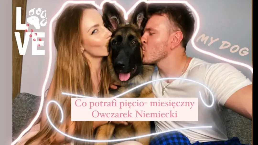Jak wygląda 5 miesięczny owczarek niemiecki? Cechy i wymiary szczeniaka