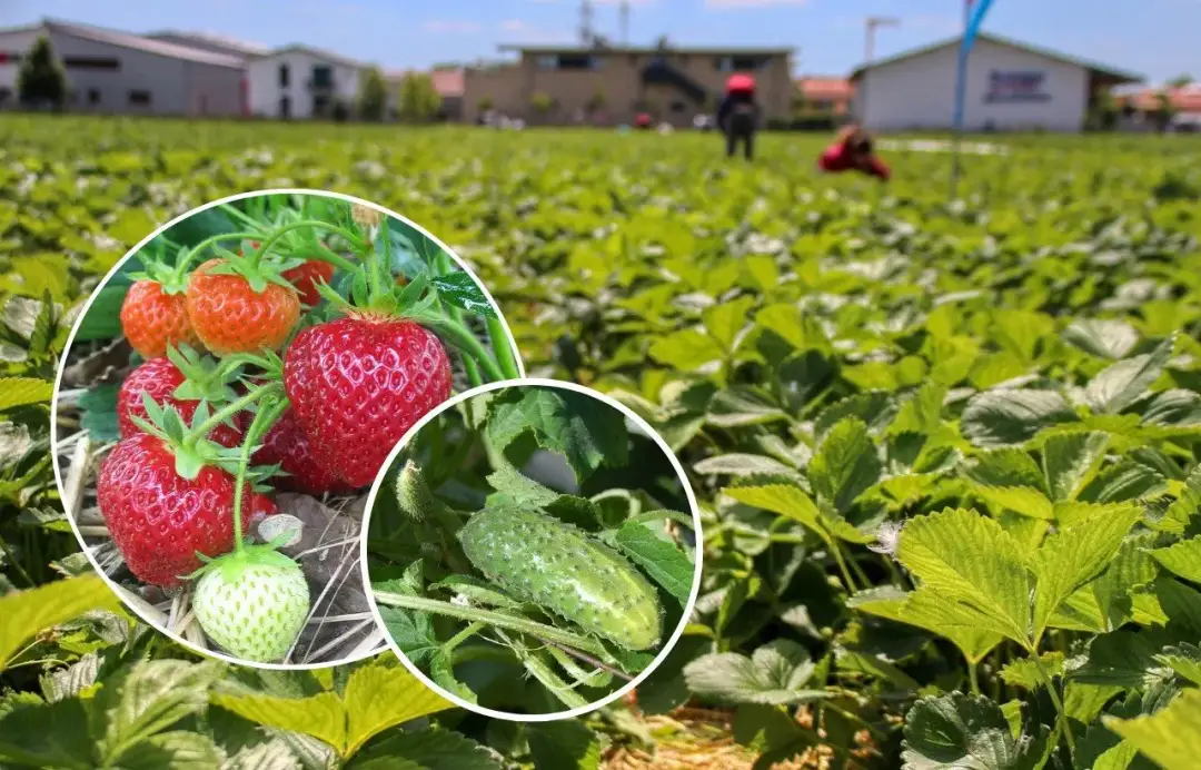 Ile można zarobić na zbiorach? Praca, która może Cię zaskoczyć