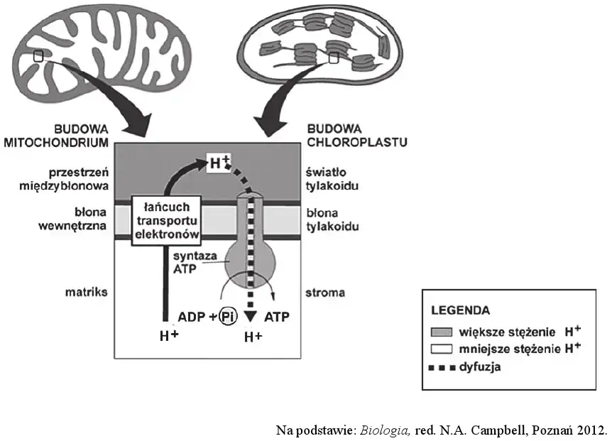 ATP w biologii - co to jest i jak wpływa na życie komórek