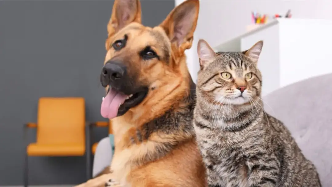 Kot kontra pies: porównanie cech i zachowań, który jest lepszy?