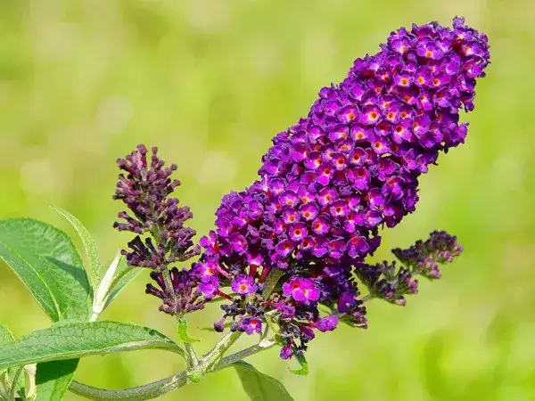 Motyli krzew: Kiedy sadzić budleję? Uniknij błędów i ciesz się kwiatami.