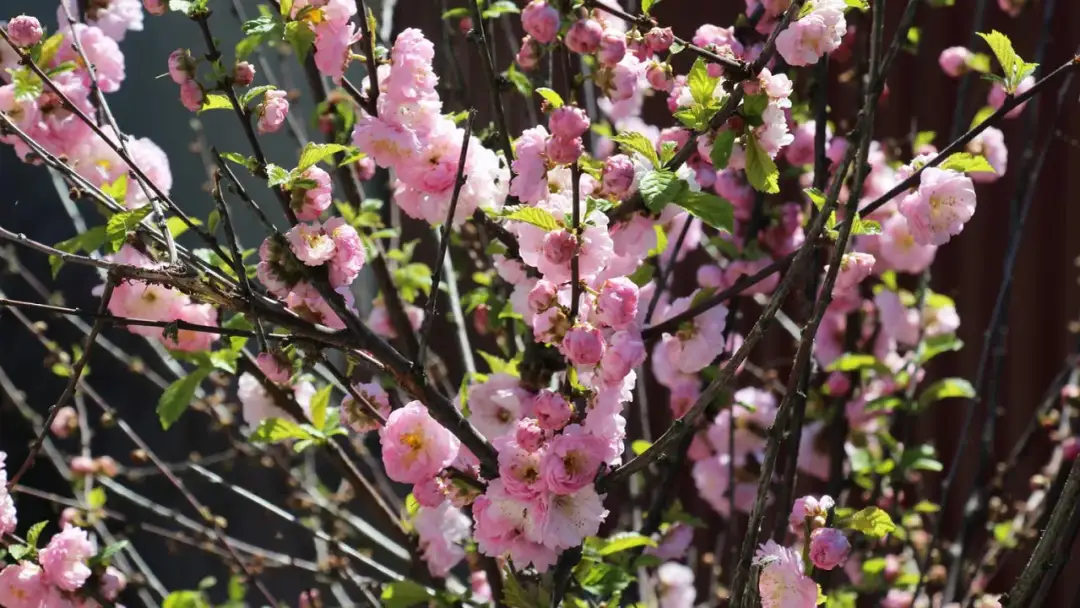Jak wydłużyć kwitnienie migdałka? Praktyczne porady