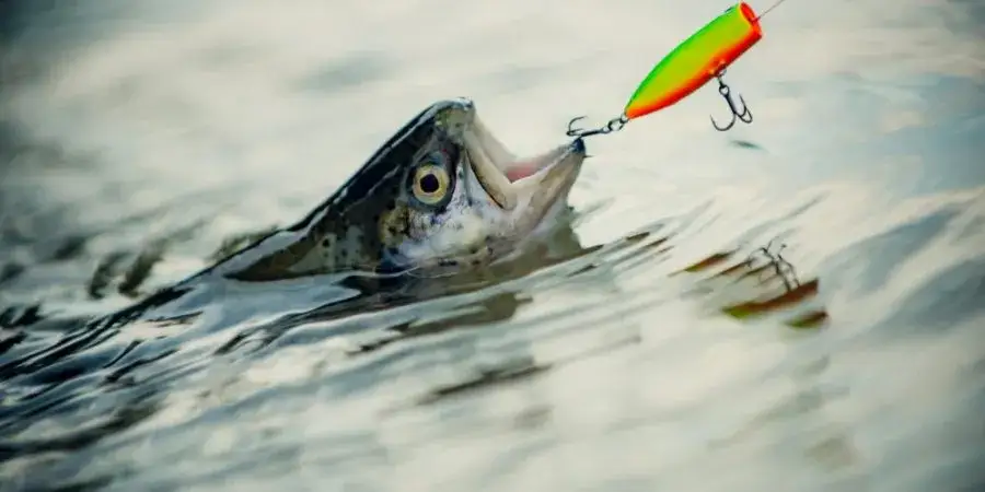 Skuteczne przynęty: Jak dobrać do ryby, łowiska i pory roku?