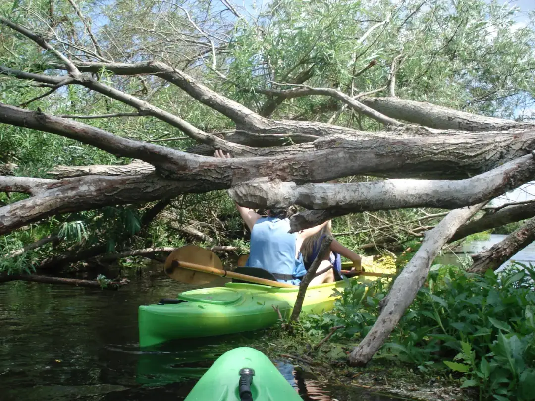 Spływy kajakowe Drawno: Trasy, Ceny, Organizacja - Twój Przewodnik
