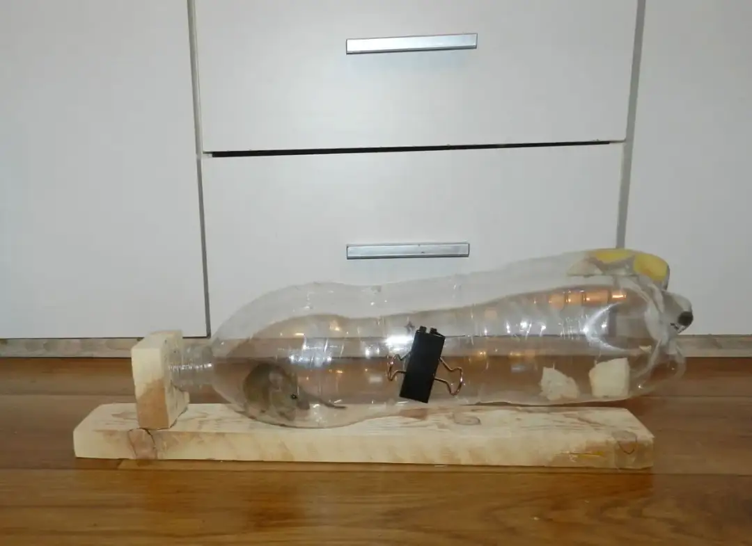 Jak zrobić pułapkę na myszy z butelki – prosta i skuteczna metoda