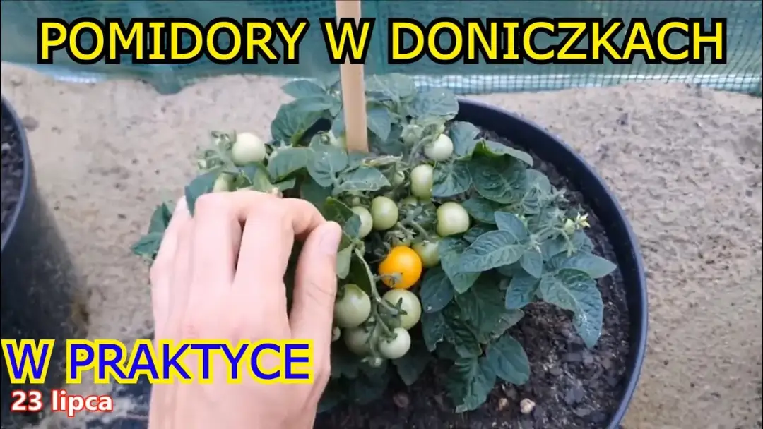 Jak uprawiać pomidory w donicach i uniknąć najczęstszych błędów