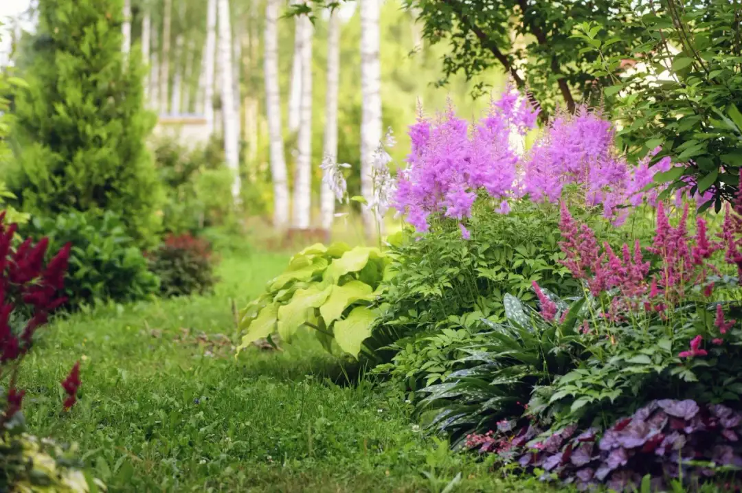 Półcień w ogrodzie: magiczny świat roślin, które pokochają delikatne zaciemnienie