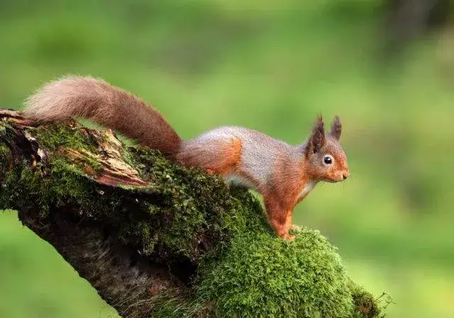 Jak rozmnażają się wiewiórki? Fascynujące fakty o ich życiu i młodych