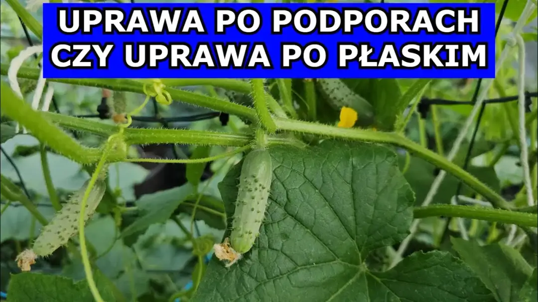 Jak uprawiać ogórki na podporach i uniknąć najczęstszych błędów