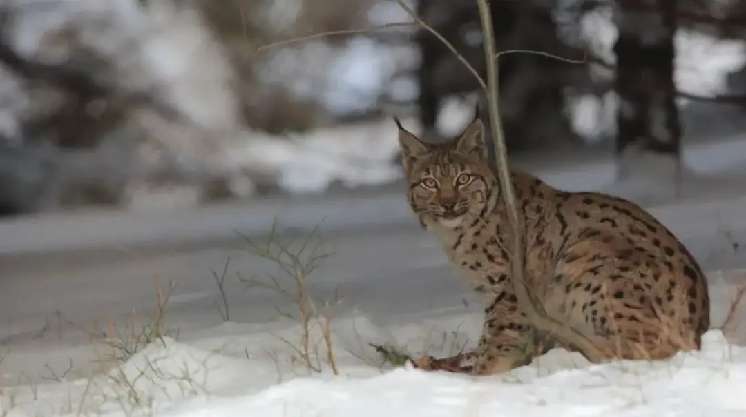 Dlaczego ryś jest symbolem Bieszczadzkiego Parku Narodowego? Oto powody