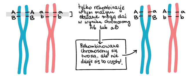 Co to jest gen w biologii i jak wpływa na dziedziczenie cech