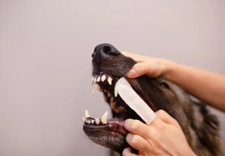 Zdrowe zęby psa: Jak dbać o uśmiech pupila? [Poradnik]