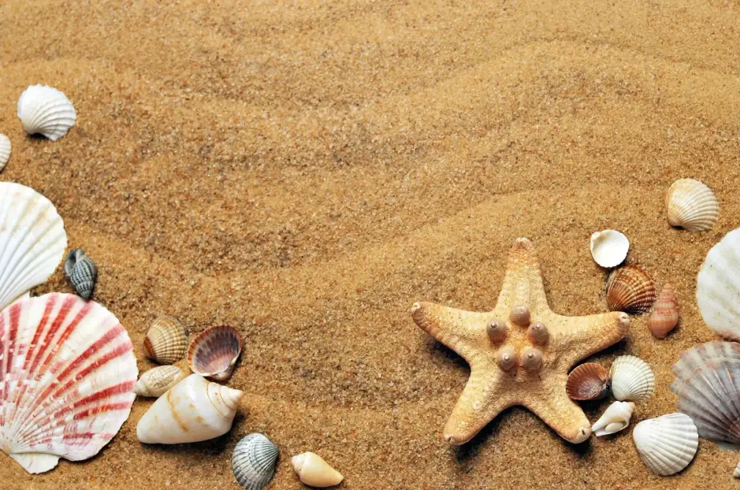 Piasek na plaży z muszlami i rozgwiazdą. Zastanawiasz się, ile waży metr sześcienny piachu?
