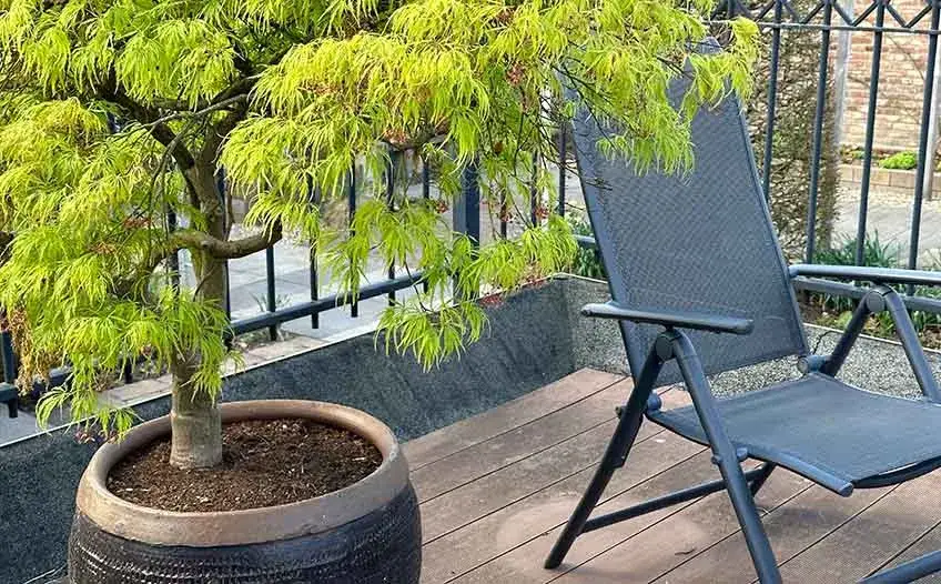 Siedem roślin w doniczkach - ozdobne drzewka na tarasie