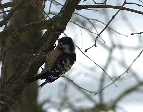 Jaki ptak stuka w drzewo? Odkryj tajemnice dzięciołów