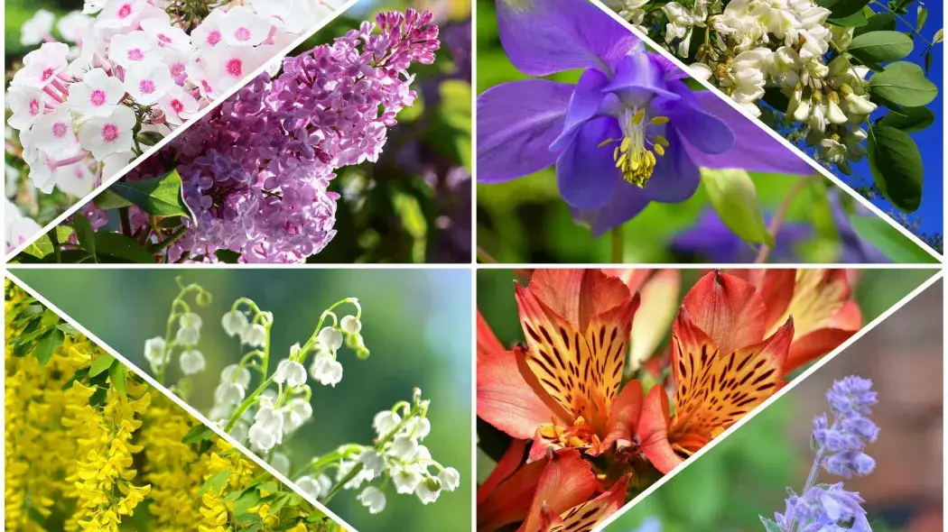 Co kwitnie w maju drzewa - piękne gatunki do Twojego ogrodu