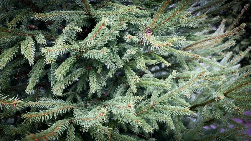 Jodła czy świerk do ogrodu – jakie drzewo wybrać, aby nie żałować?