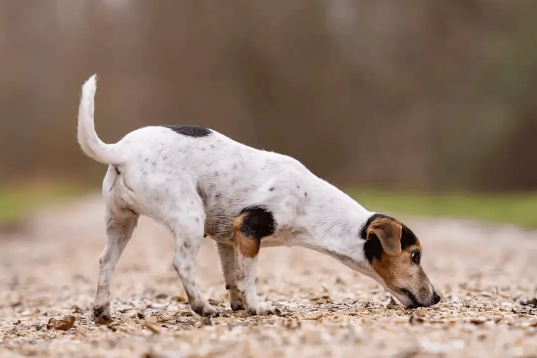 Pies zjada odchody? Niedobór witamin to mit! Skuteczne rozwiązania