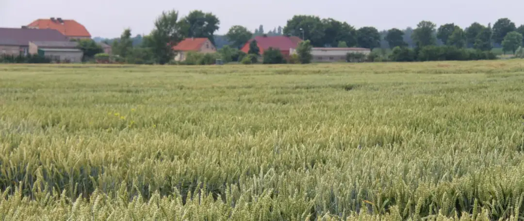 Dzierżawa gruntów KOWR: Wzory dokumentów, jak uniknąć błędów?