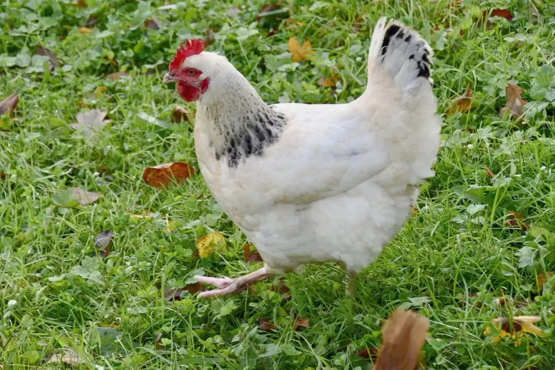 Jakie kury do przydomowej hodowli: najlepsze rasy dla Twojego ogrodu