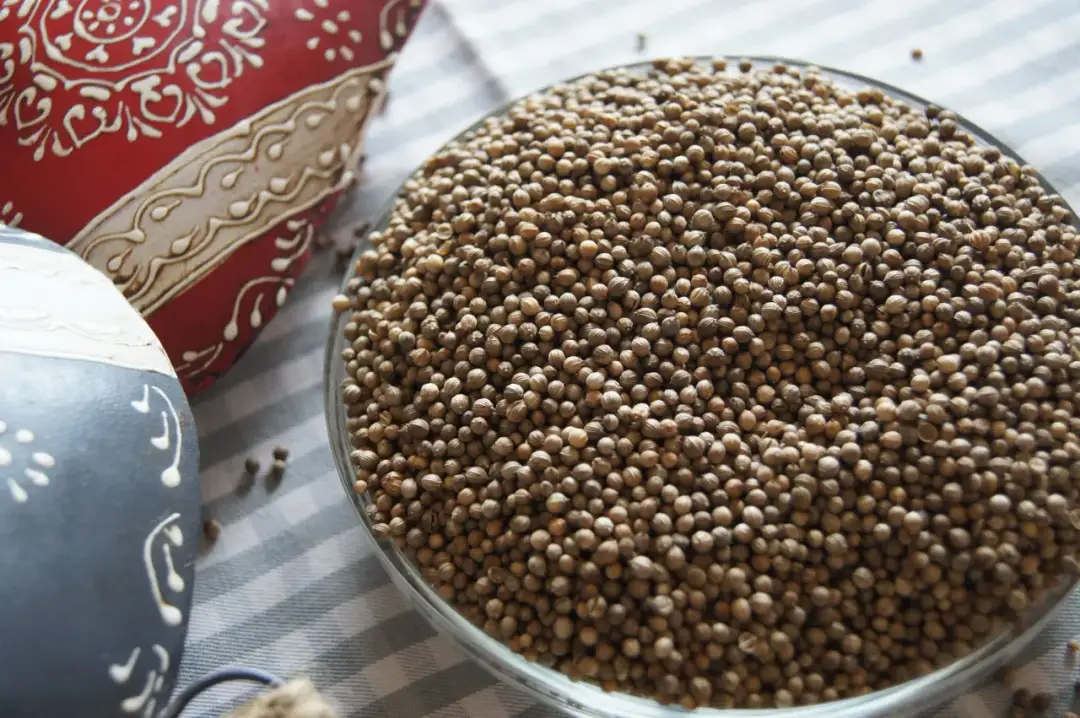 Gdzie kupić nasiona kolendry? Sprawdzone miejsca i ceny