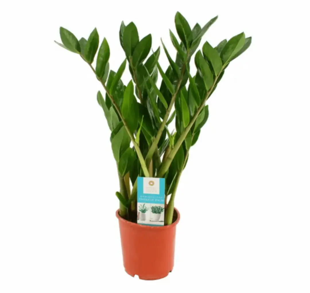 Kwiaty doniczkowe filtrujące powietrze: naturalne oczyszczacze