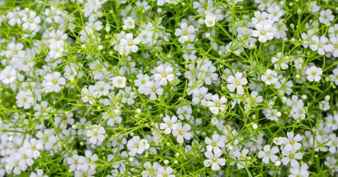 Gipsówka jak uprawiać – proste sposoby na piękne kwiaty w ogrodzie