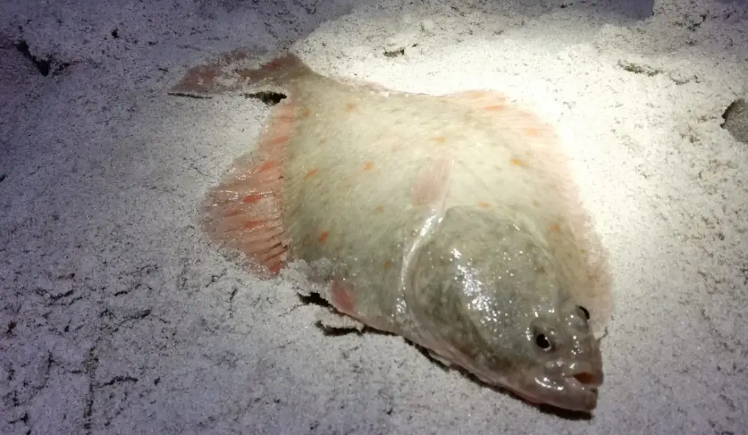 Najczęściej łowione ryby w Bałtyku: co warto wiedzieć przed wyprawą