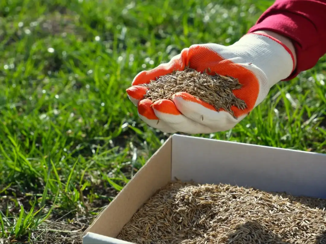 Kiedy siać trawę po zimie? Sprawdź idealny termin i wskazówki