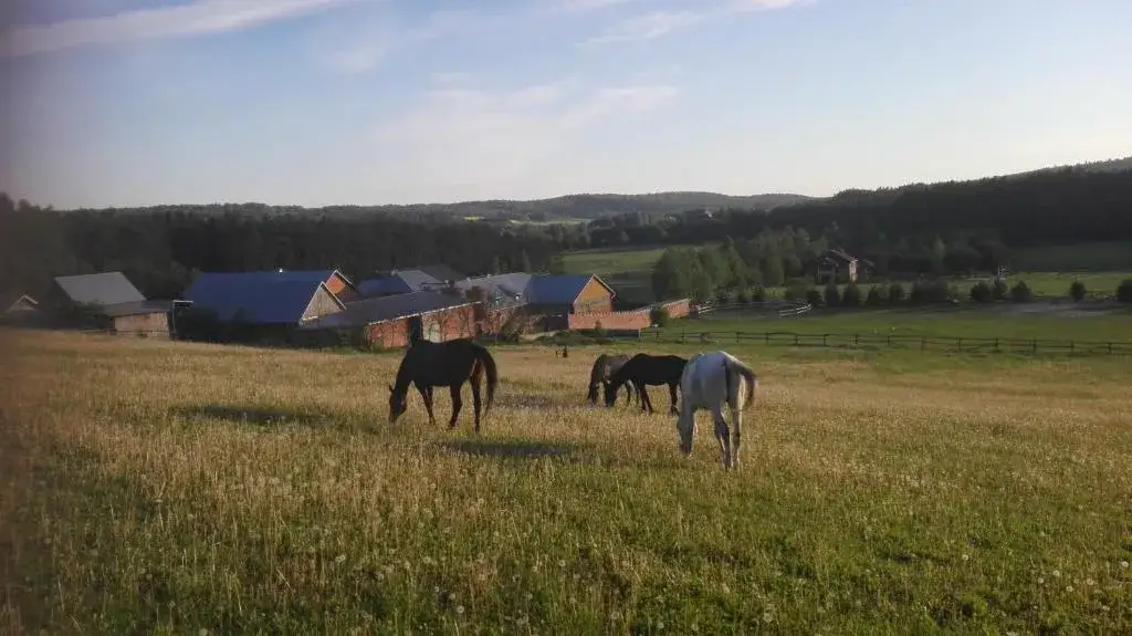 Stadnina koni Tarka: idealne miejsce na rodzinne wakacje w Zwierzyńcu