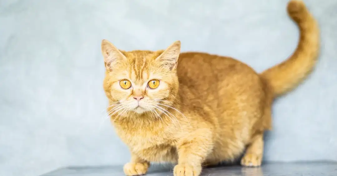 Darmowa gra PC dla graczy i kociarzy! Epic Games Store optymalizowana pod kątem CTR