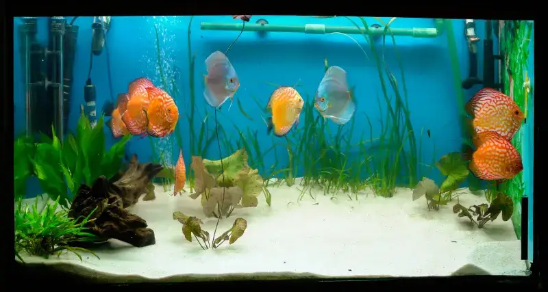 Jak wlewać wodę do akwarium, aby nie stresować ryb i roślin