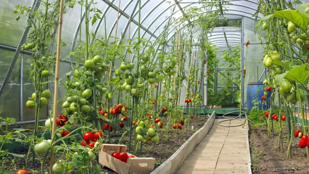 Kiedy nawozić pomidory po posadzeniu, aby uniknąć ich słabego wzrostu