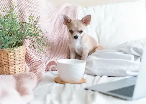 Czy psy mogą pić herbatę: Bezpieczne napary i zagrożenia dla pupila