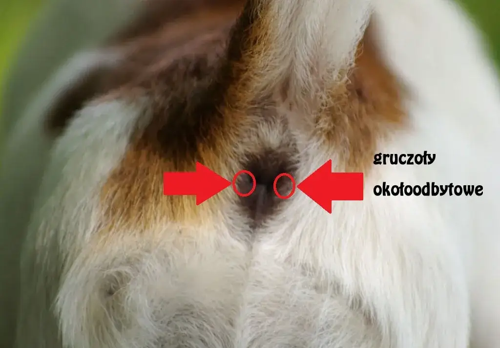 Jakie są objawy zapchanych gruczołów okołoodbytowych u kota i leczenie?