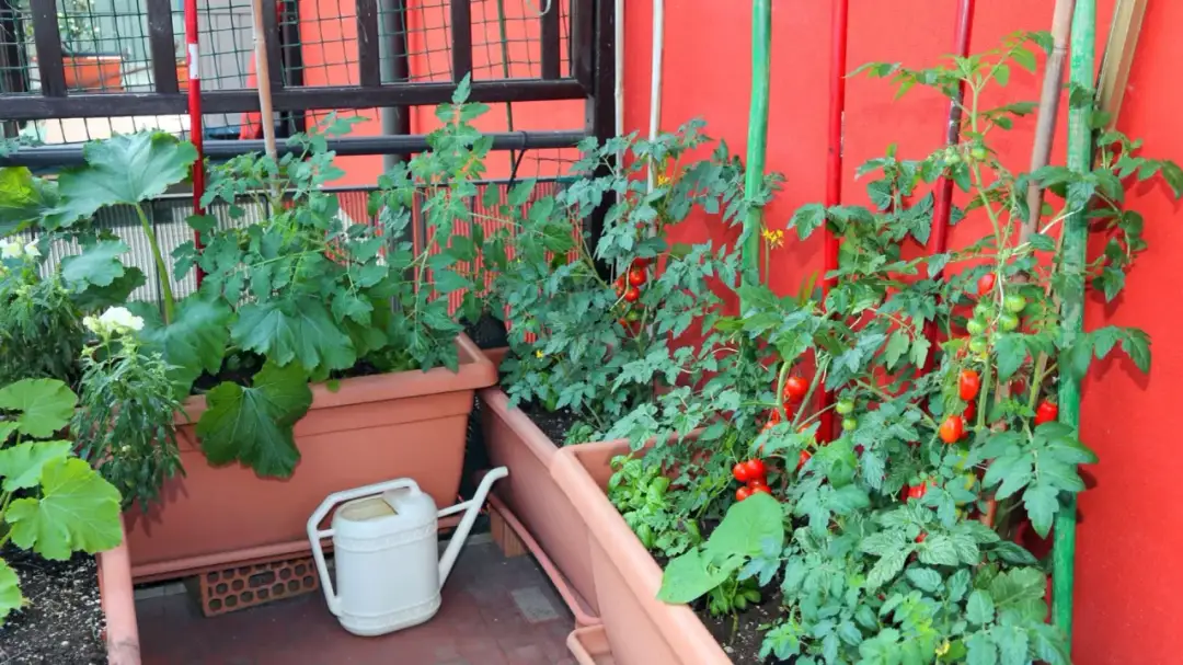 Uprawa warzyw na balkonie - poradnik dla początkujących