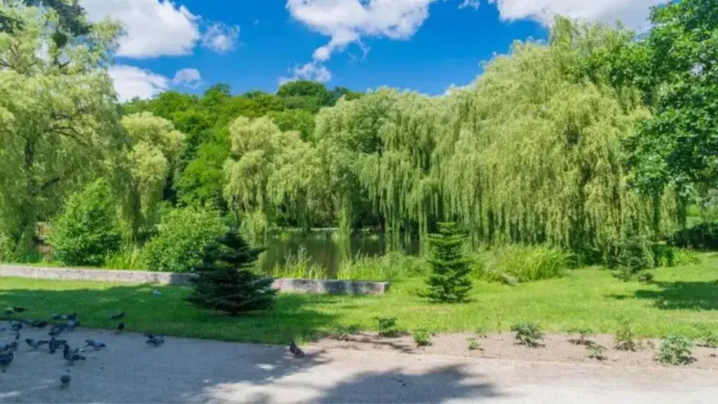 Gdzie na spacer z psem w Pomorskiem? Odkryj najlepsze miejsca