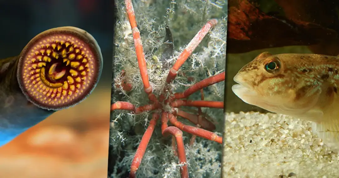 Morze Bałtyckie: Kto w nim żyje? Odkryj i chroń jego sekrety