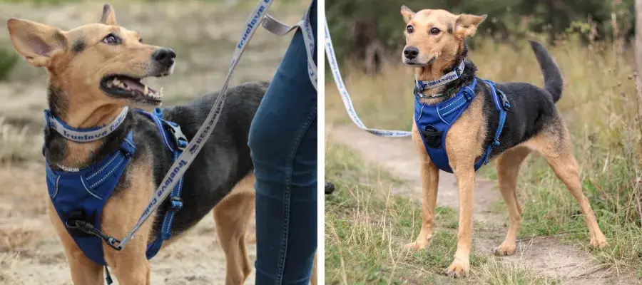 Zaprzęg dla psa: jak wybrać idealny i bezpieczny dla pupila