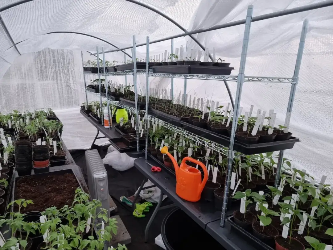 Czy szklarnia z poliwęglanu jest szkodliwa dla zdrowia i roślin?