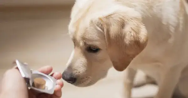 Odrobaczanie psa na czczo czy po jedzeniu – co jest skuteczniejsze?