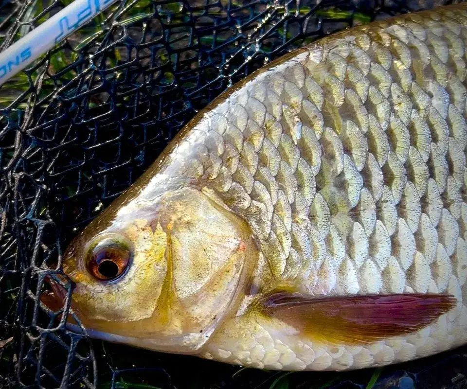 Najlepsza plecionka do ultra lighta - uniknij błędów przy wyborze