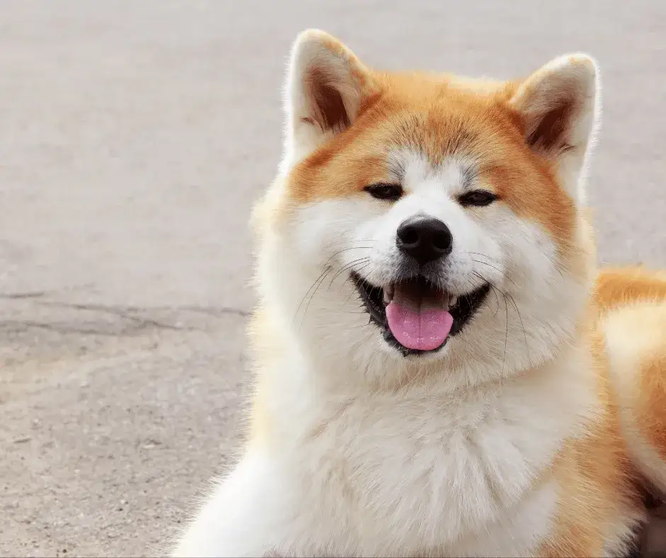 Czy akita jest agresywna? Prawda o temperamentach tej rasy